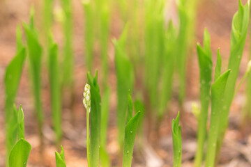 Lily of the valley leaf with water drops on blurred background