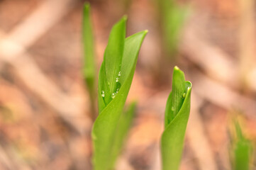Lily of the valley leaf with water drops on blurred background