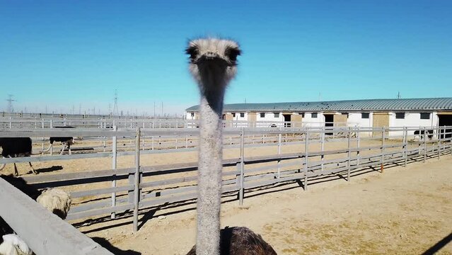 Ostrich close-up runs on the farm