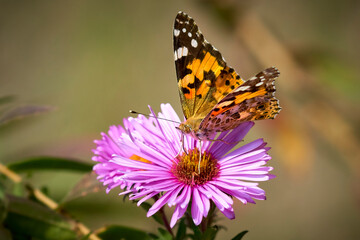 Fototapeta na wymiar Monarch butterfly on a purple daisy, close-up.