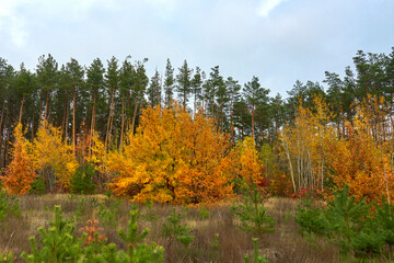 Autumn landscape, golden trees against the background of green pines.