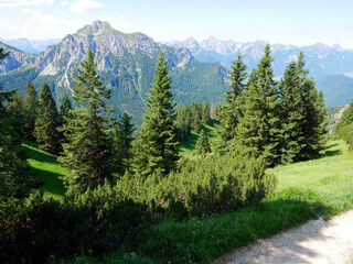Nadelbäume in Alpen, Landschaft,