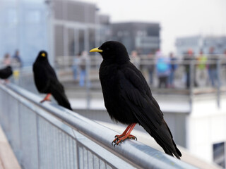 Alpendohle (Pyrrhocorax graculus),  Vogel, Rabenvögel (Corvidae), Zugspitze, Alpen, Bayern