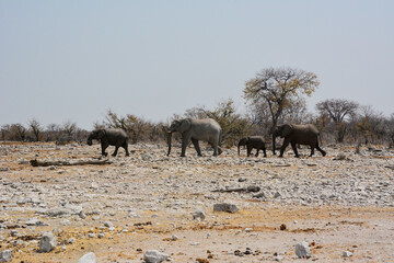 Obraz premium Several adult elephants with baby elephants walk on the stony desert of a national park in Africa. Nature reserve