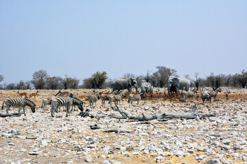Fototapeta na wymiar Elephants, antelopes and zebras came to drink water on the salt marsh. Animals in the natural environment