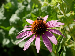 Purpur-Sonnenhut (Echinacea purpurea), Roter Scheinsonnenhut, Biene, Hummel, Blüte, Korbblütler,...