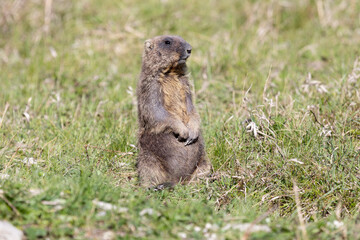 Naklejka na ściany i meble Marmot bobak stands on the grass on a summer day