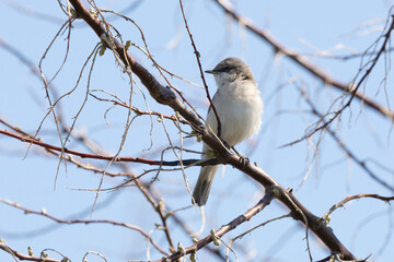 Lesser whitethroat sits on a tree branch in spring