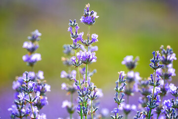 Purple violet color lavender flower field closeup background.