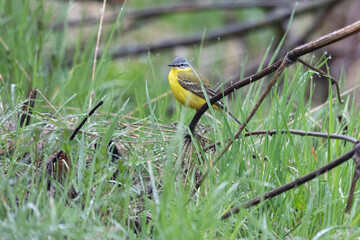western yellow wagtail sitting on a tree branch