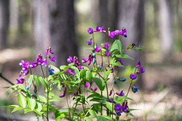 Blooming in the forest spring vetchling on a sunny day