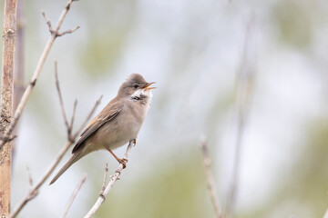 Fototapeta premium Lesser whitethroat sits on a tree branch in spring