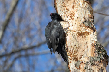 black woodpecker sits on a tree in the forest on a spring day and looks for insects