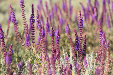 Fototapeta premium blossoming sage on a summer meadow