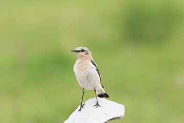 Northern wheatear sits on a stone and holds prey in its beak