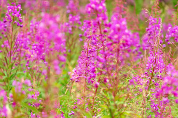 flowers of Fireweed, Chamaenerion angostifolium on a sunny summer day