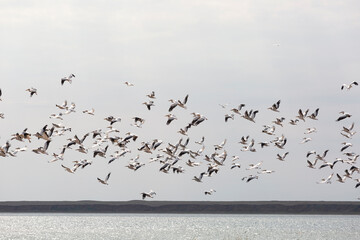 Flock of pink pelicans in the sky