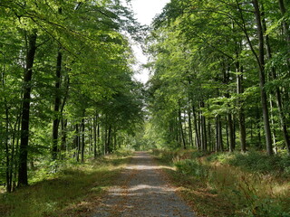 Wanderweg im Buchenwald bei Stolberg, Harz, Sachsen-Anhalt, Deutschland, Europa