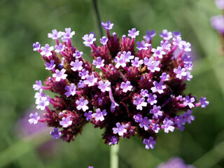 Obraz premium Patagonisches Eisenkraut (Verbena bonariensis, Syn.: Verbena inamoena Briq.), Argentinische Verbene, Argentinisches Eisenkraut, Schleier-Eisenkraut, Zierpflanze