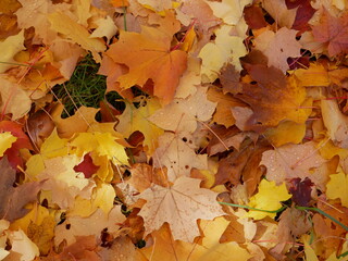 Herbst, Blätter, Blatt, bunt, Ahorn