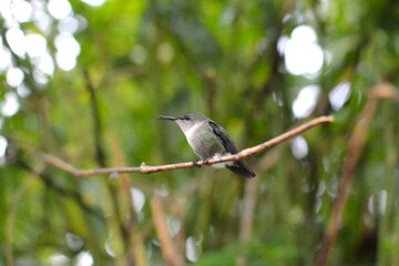 Colibrí sobre rama con el pico medio abierto © Alexander
