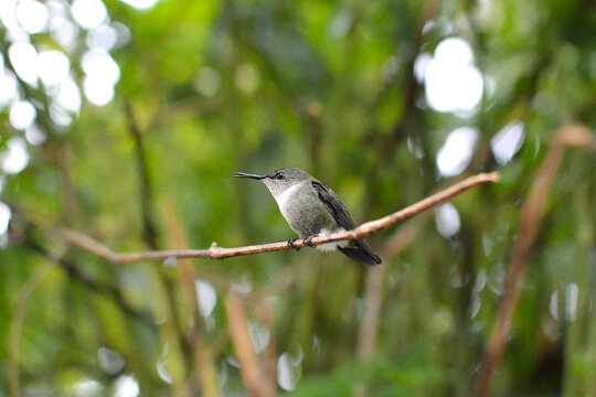 Colibr&iacute; sobre rama con el pico medio abierto