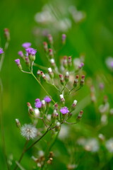 Tempuh wiyang or jonghe is a medicinal plant from the Asteraceae family which has been widely used as an anti-toxic and anti-biotic mixture in the pharmaceutical industry. Emilia sonchifolia.