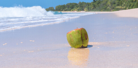 Noix de coco fraîche sur le sable à la plage des Salines en Martinique, Antilles Françaises.