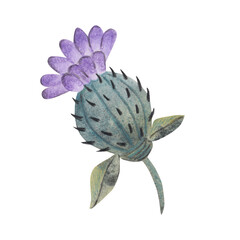 Burdock flower. watercolor illustration