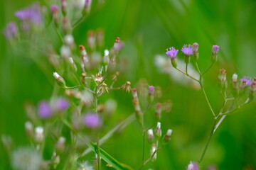Tempuh wiyang or jonghe is a medicinal plant from the Asteraceae family which has been widely used as an anti-toxic and anti-biotic mixture in the pharmaceutical industry. Emilia sonchifolia.