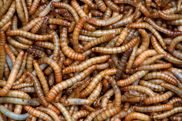 Living  Mealworms, Larvae of the Mealworm Beetle Tenebrio molitor, full frame as background