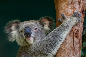Portrait of a Koala climbing in a tree, Queensland, Australia, close up 