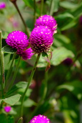 Knob flower garden. Gomphrena globosa. This plant is an annual herb, and is generally used as an ornamental plant and can be used as a flower tea. Selective focus. Edible flower. globe amaranth. 