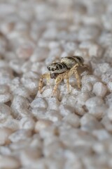 little zebra spider head and eye detail