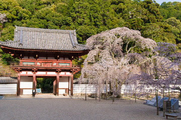 天野山金剛寺の春風景