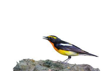 Beautiful narcissus flycatcher bird perched on a branch isolated on transparent background png file