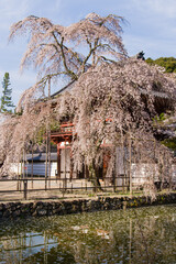 天野山金剛寺の春風景