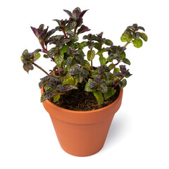 Fresh green blackcurrant mint plant close up isolated on white background