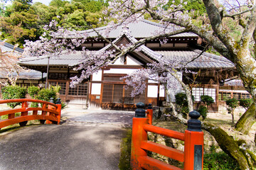 天野山金剛寺の春風景