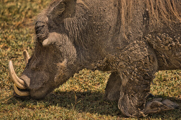 Warzenschwein in Afrika