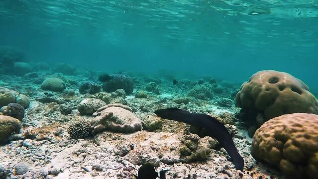 Giant moray eel is swimming and hunting over tropical coral at a coral garden in reef of Maldives island in wide angle video camera mode