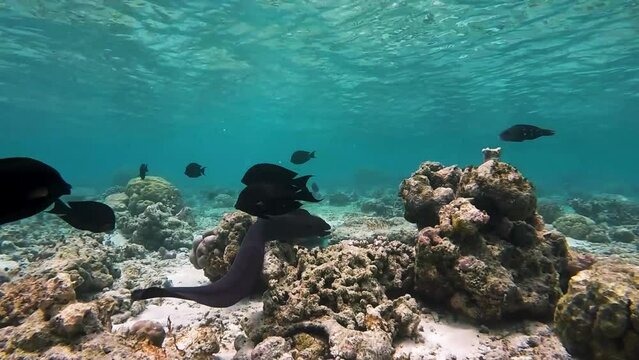 Giant moray eel is swimming and hunting over tropical coral at a coral garden in reef of Maldives island in wide angle video camera mode