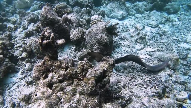 Giant moray eel is swimming and hunting over tropical coral at a coral garden in reef of Maldives island in wide angle video camera mode