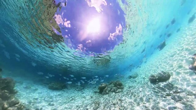 School of small spotted dart swimming over tropical coral in coral garden in reef of Maldives island in 360 degree video camera mode