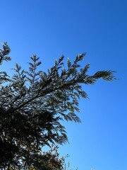 Looking up at part of a tree with a clear blue sky background. 