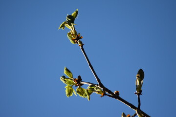 Looking up at part of a tree with a clear blue sky background. 