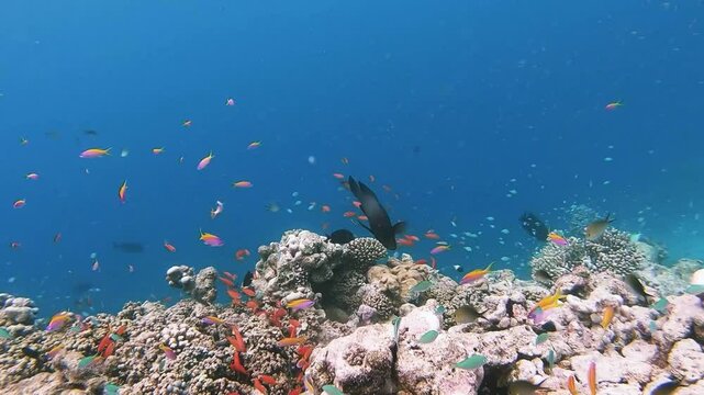 School of bicolor anthias fish and parrotfish swimming over tropical coral in coral garden in reef of Maldives island in wide angle video camera degree modus