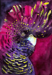 Watercolor illustration of a parrot - red tailed black cockatoo - with purple yellow and blue feathers © Мария Тарасова