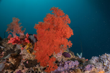Coral reef and water plants at the Sea of the Philippines
