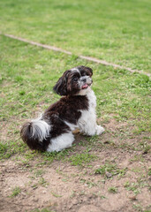 Fototapeta premium Shih Tzu dog in a spring park on a background of green grass